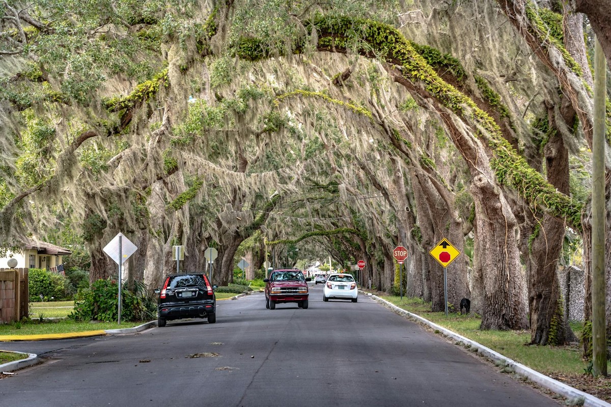 Tranquil street lined with oak trees draped in Spanish moss in St. Augustine, Florida.