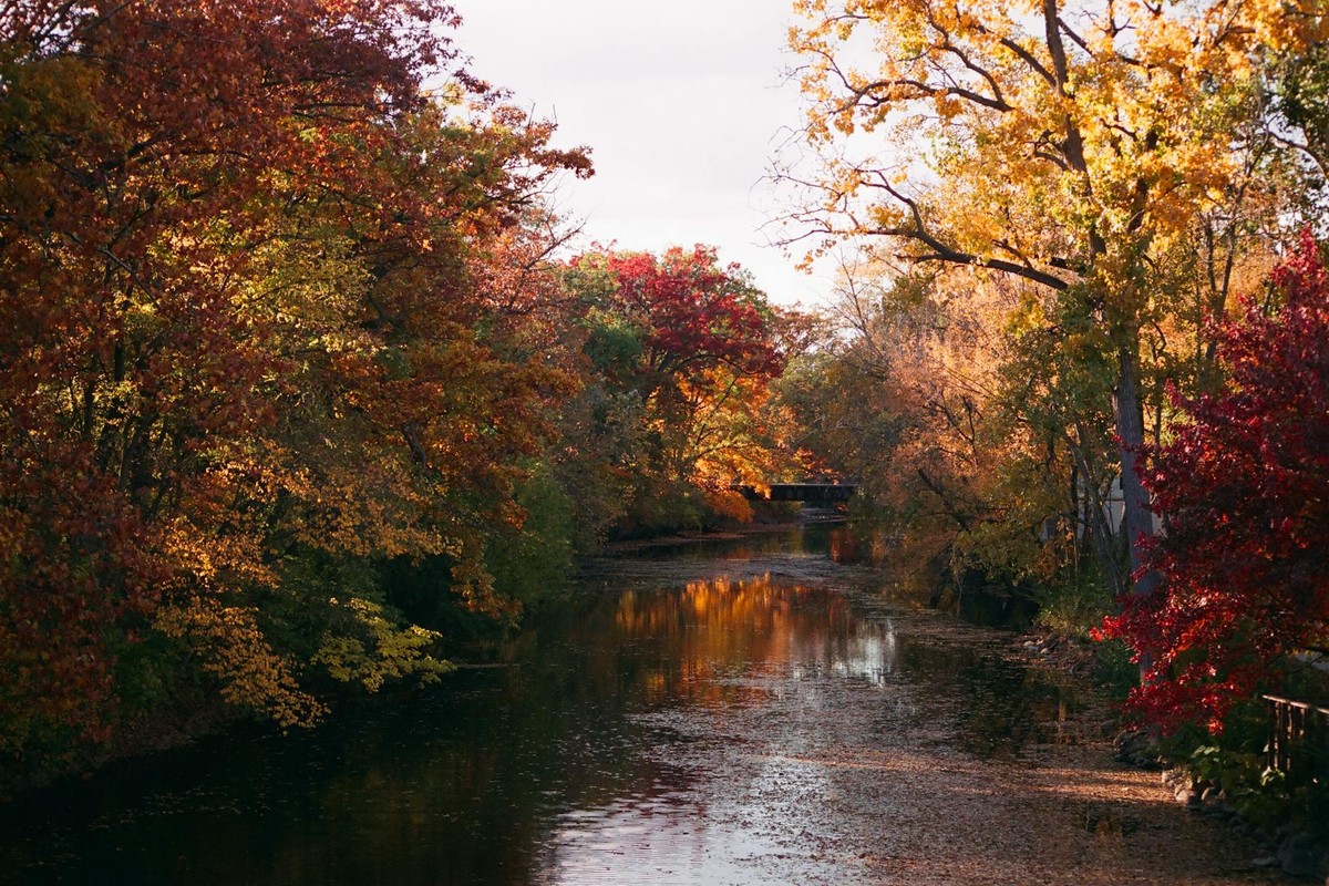Beautiful autumn colors reflecting on the tranquil river in East Lansing, Michigan, showcasing vibrant fall foliage.