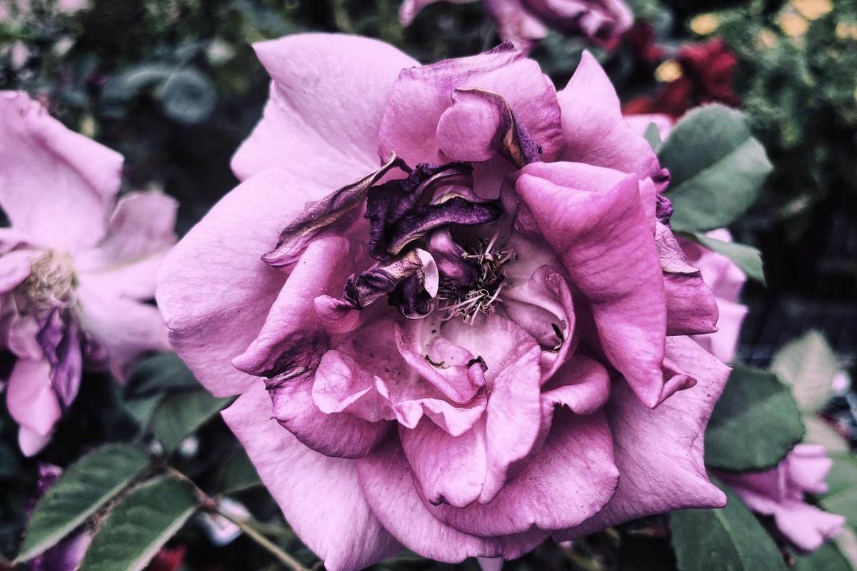 A detailed close-up photograph of a pink rose showcasing its vibrant petals and delicate texture.