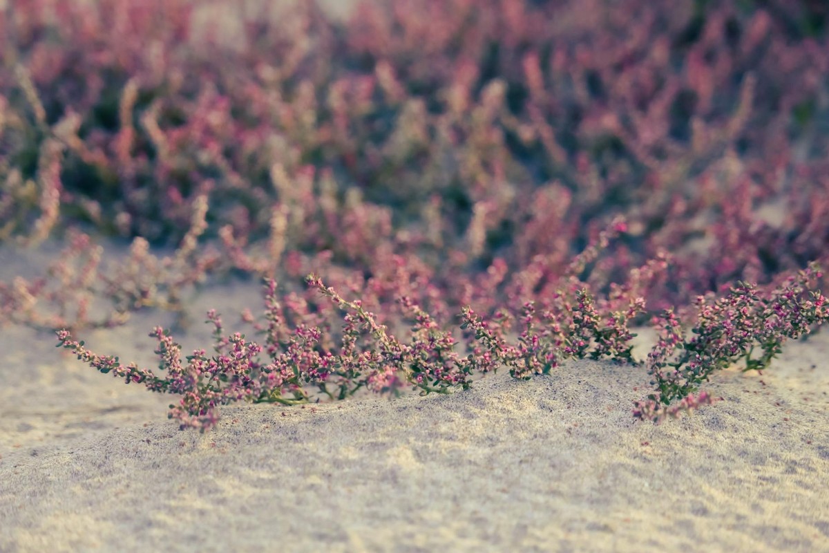 Delicate pink flowers bloom vibrantly on a sandy surface outdoors.