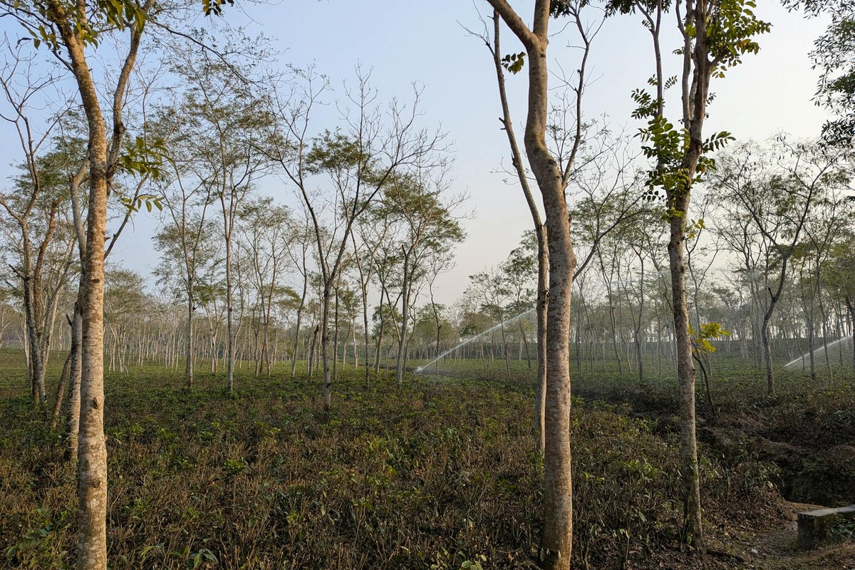 Beautiful rubber tree plantation with irrigation system in a serene outdoor setting.