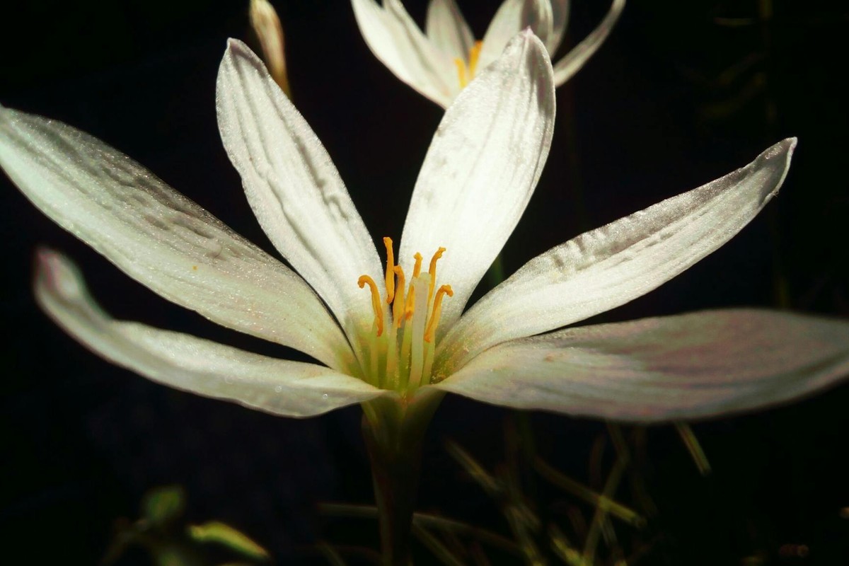 Beautiful close-up of a Zephyranthes flower captured outdoors.