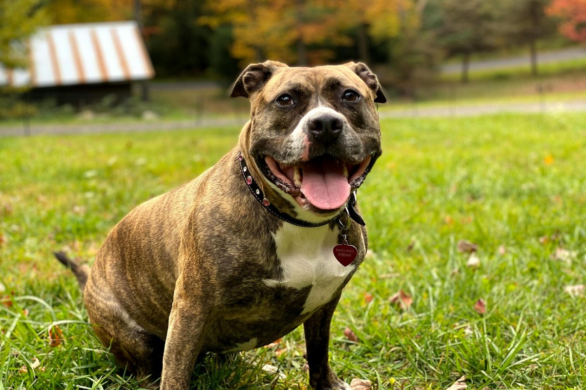 Cheerful Staffordshire Bull Terrier sitting on green grass in an autumn park setting.