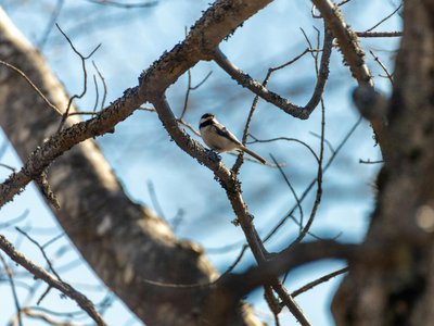 A serene capture of a black-capped chickadee perched on a tree branch during winter.