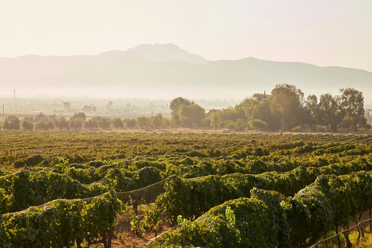 Beautiful vineyard landscape in foggy Guadalupe Valley, Baja California, Mexico.