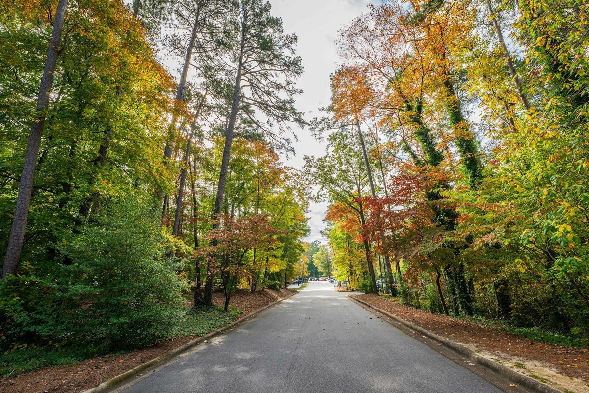 A peaceful road flanked by vibrant autumn trees showcasing fall colors.