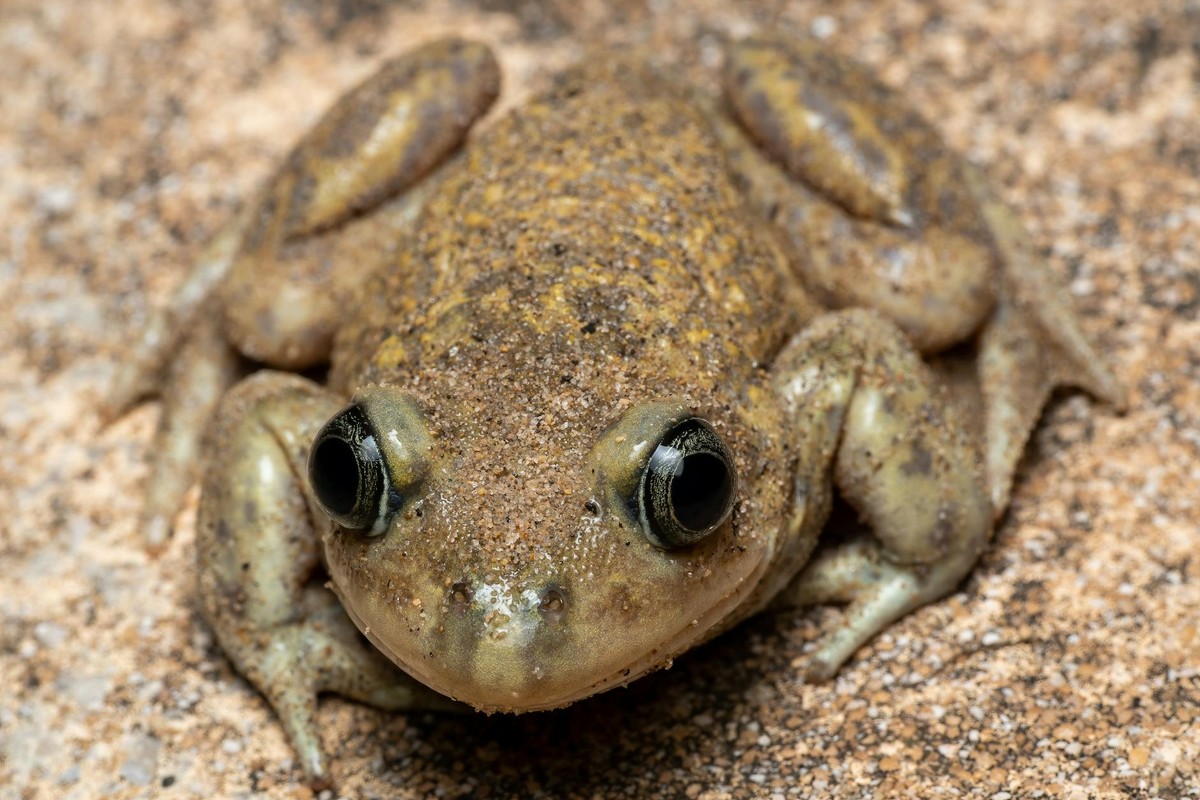 Macro shot of a frog camouflaging with sandy surroundings in Valencia, Spain.