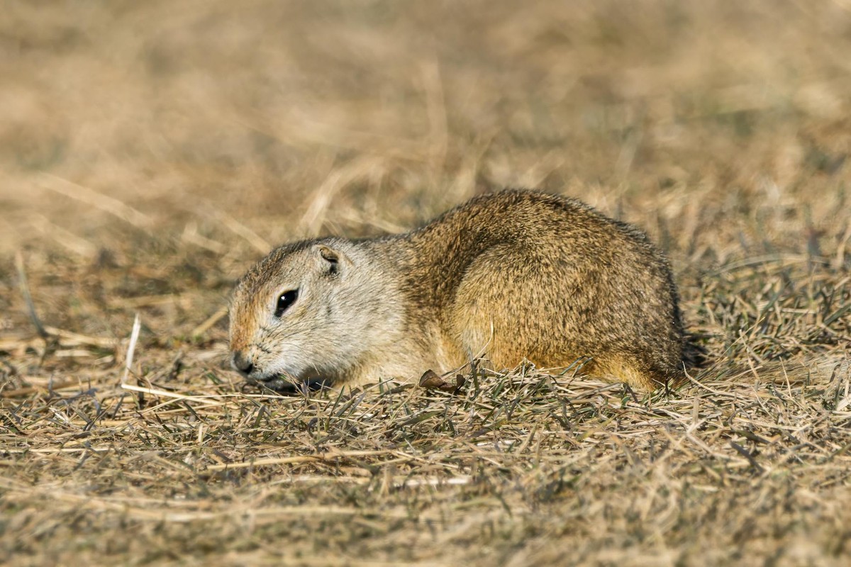 Close-up of a Richardson's Ground Squirrel (Urocitellus richardsonii) resting in a prairie setting in Saskatchewan, Canada.