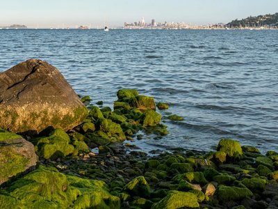 View of mossy rocks along a seashore with a city skyline in the distance.