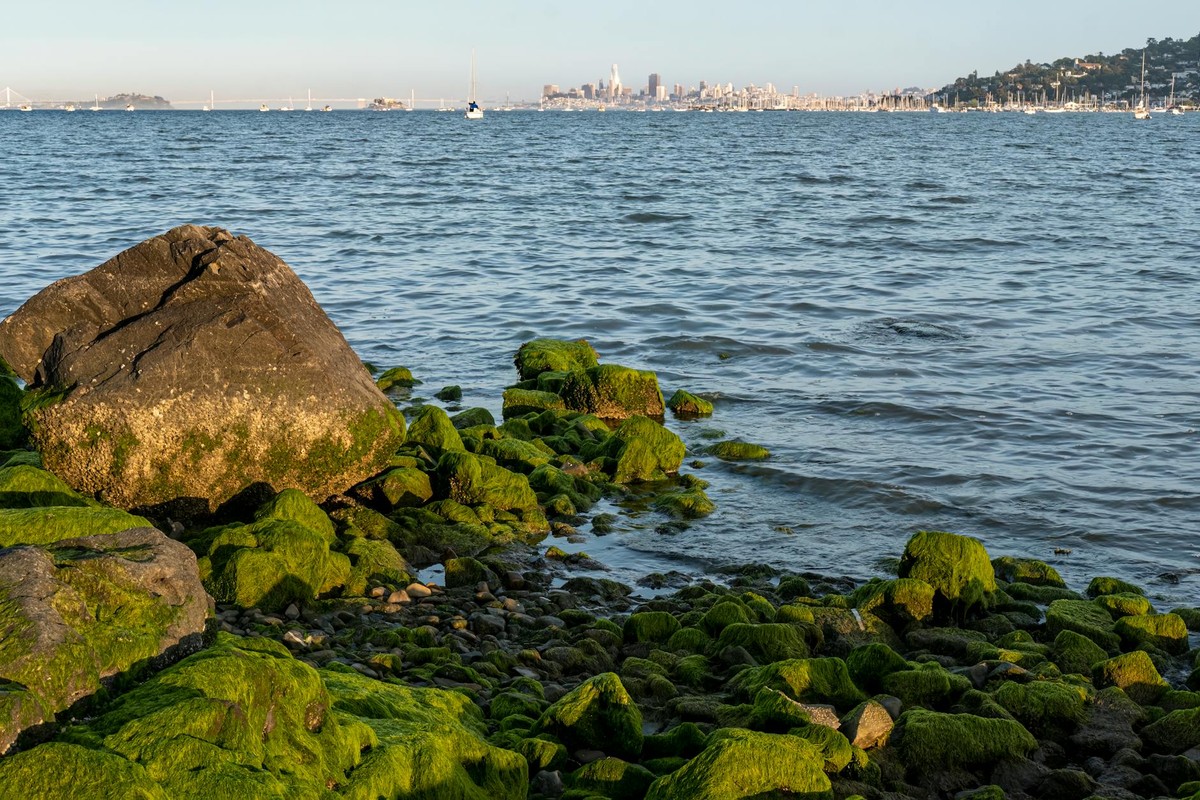 View of mossy rocks along a seashore with a city skyline in the distance.