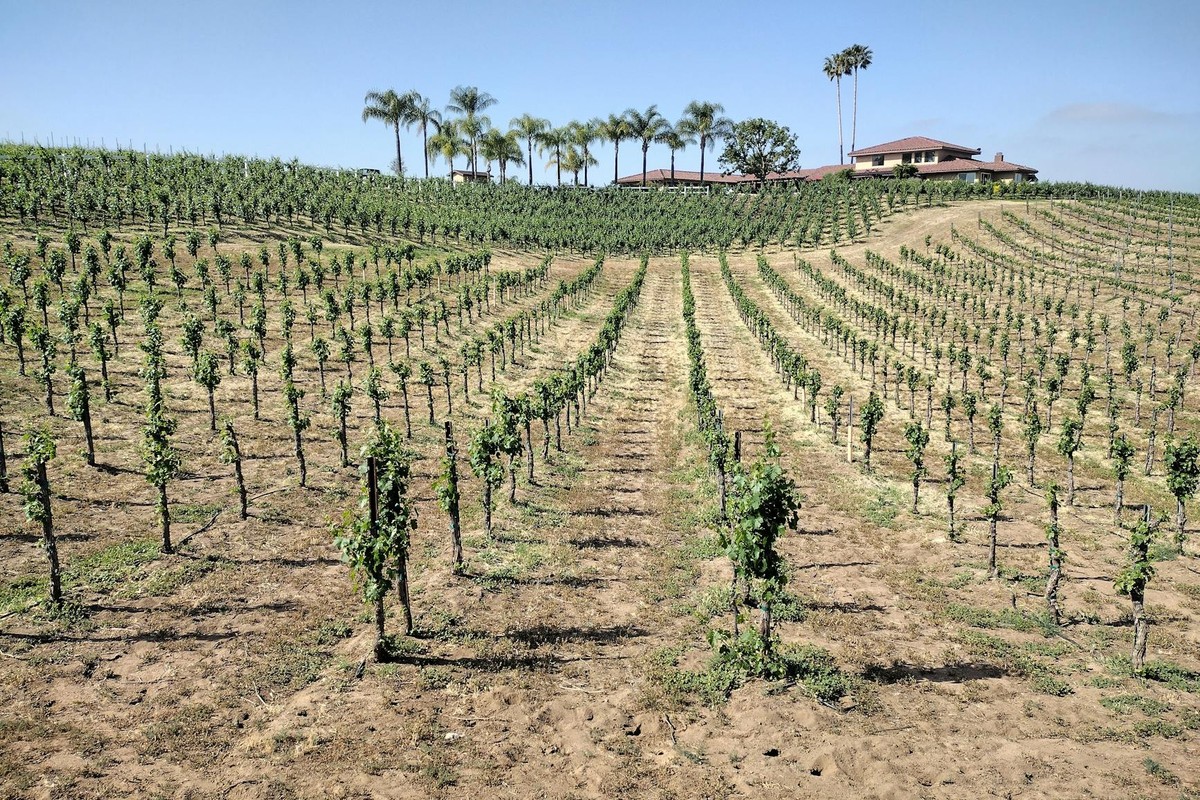Lush vineyard with neat rows, palm trees, and estate under clear sky.