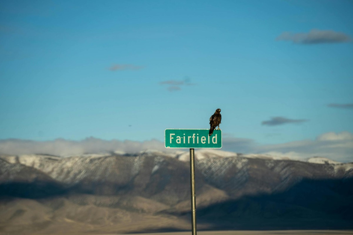 An eagle perches on a Fairfield road sign with snow-capped mountains under a clear blue sky.