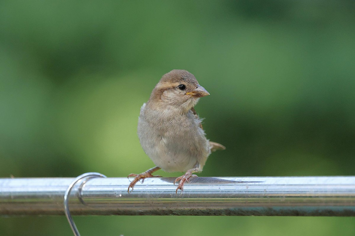 Close-up of a house sparrow perched on a metal railing outdoors with a blurred natural background.