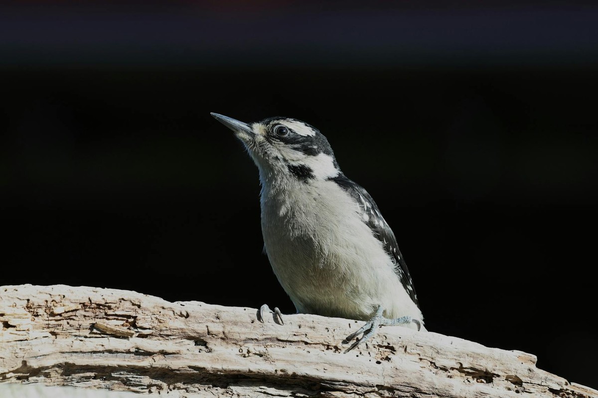A woodpecker with black and white plumage perched on a wooden log in an outdoor setting.