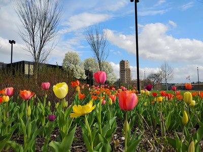A colorful field of tulips in a city park with a distinctive building in the background, capturing the essence of spring.