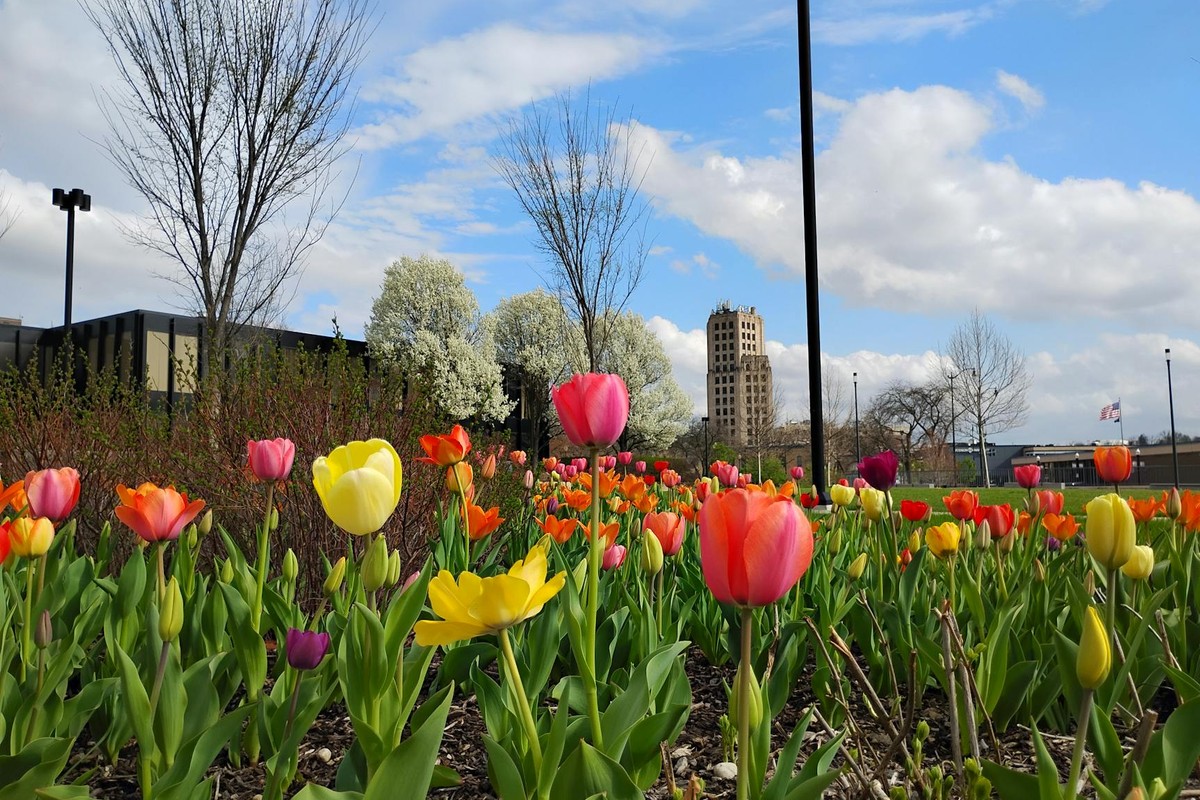 A colorful field of tulips in a city park with a distinctive building in the background, capturing the essence of spring.