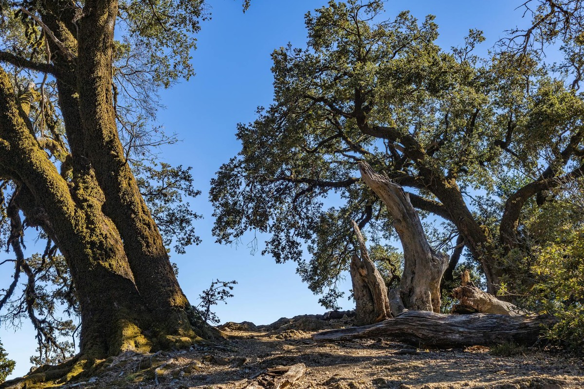 A scenic view of grand oak trees under a bright blue sky, showcasing nature's beauty.