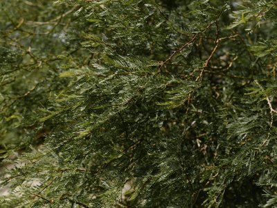 Close-up of lush green foliage branches in a natural setting, showcasing fresh verdant leaves.