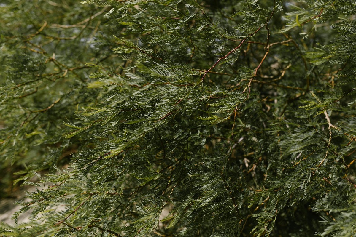 Close-up of lush green foliage branches in a natural setting, showcasing fresh verdant leaves.
