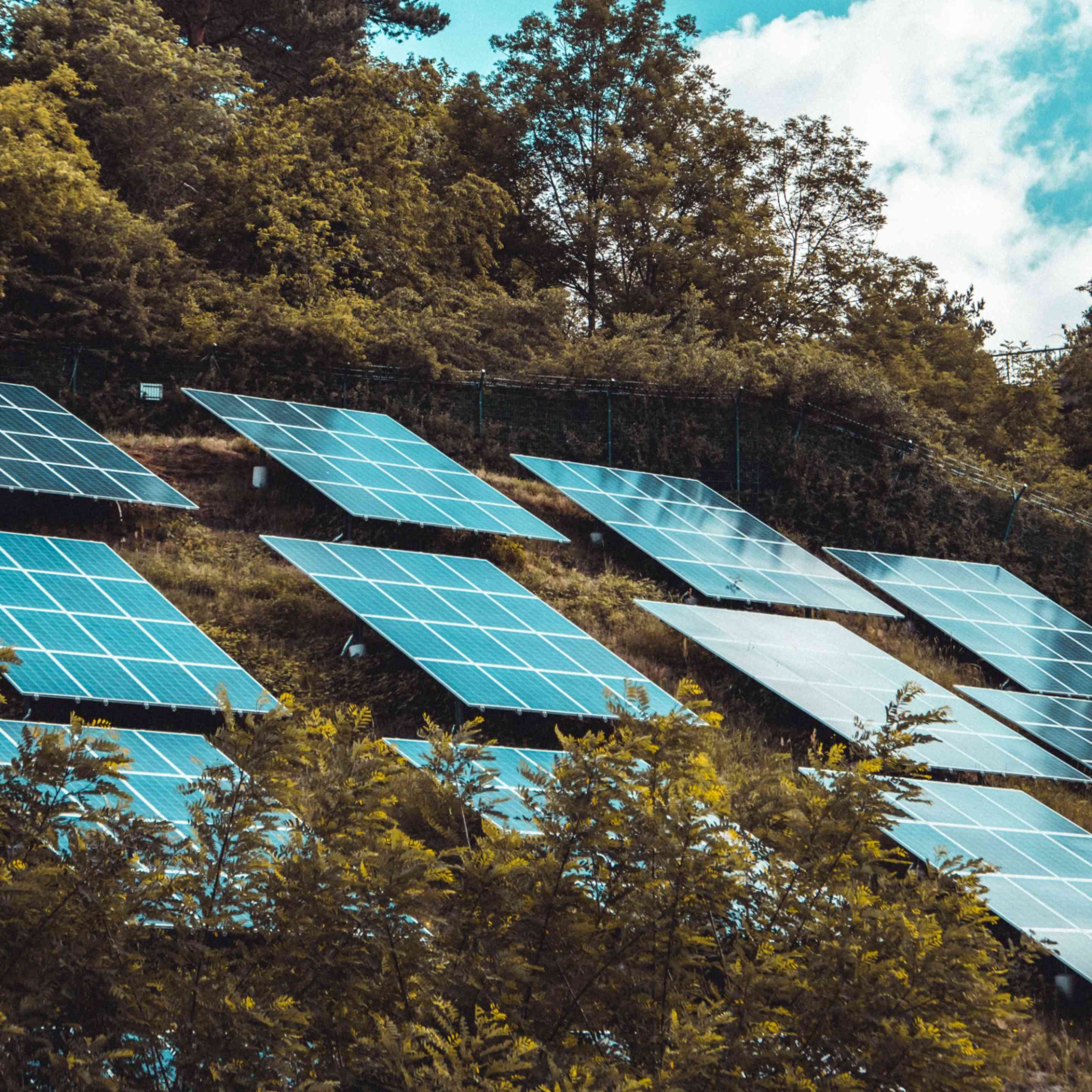Photo displaying solar panels on a vegetative roof.