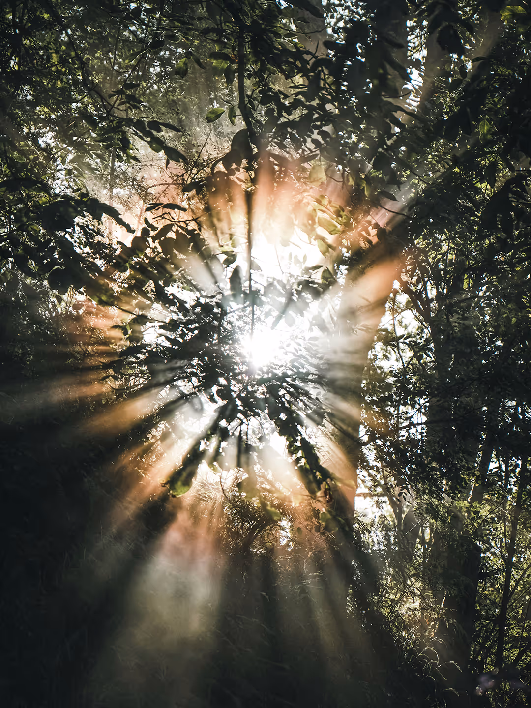 Sunlight streaming through dense forest leaves with rays creating a glowing effect.