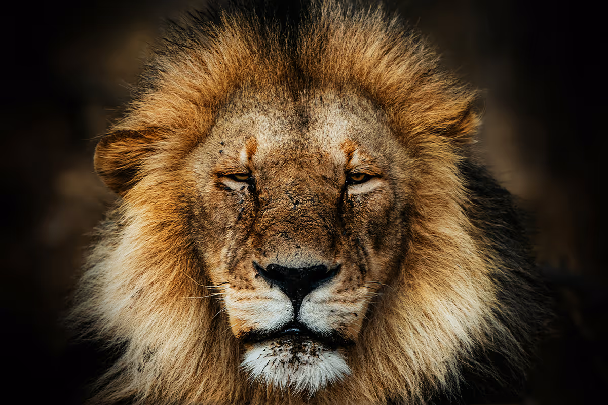 Close-up of a male lion's face with a thick mane against a dark background.