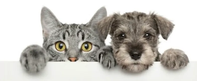 Gray tabby cat with yellow eyes peeking over a white surface with paws visible.