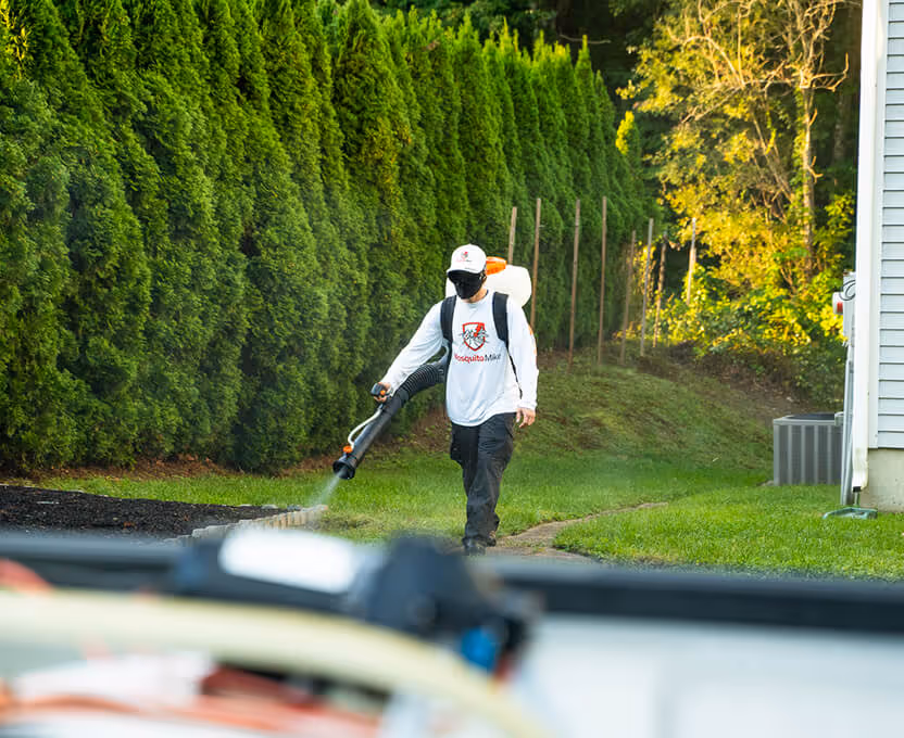 Person wearing a white Mosquito Mate shirt, black mask, and cap, using a backpack sprayer to spray along a garden bed near tall green bushes.