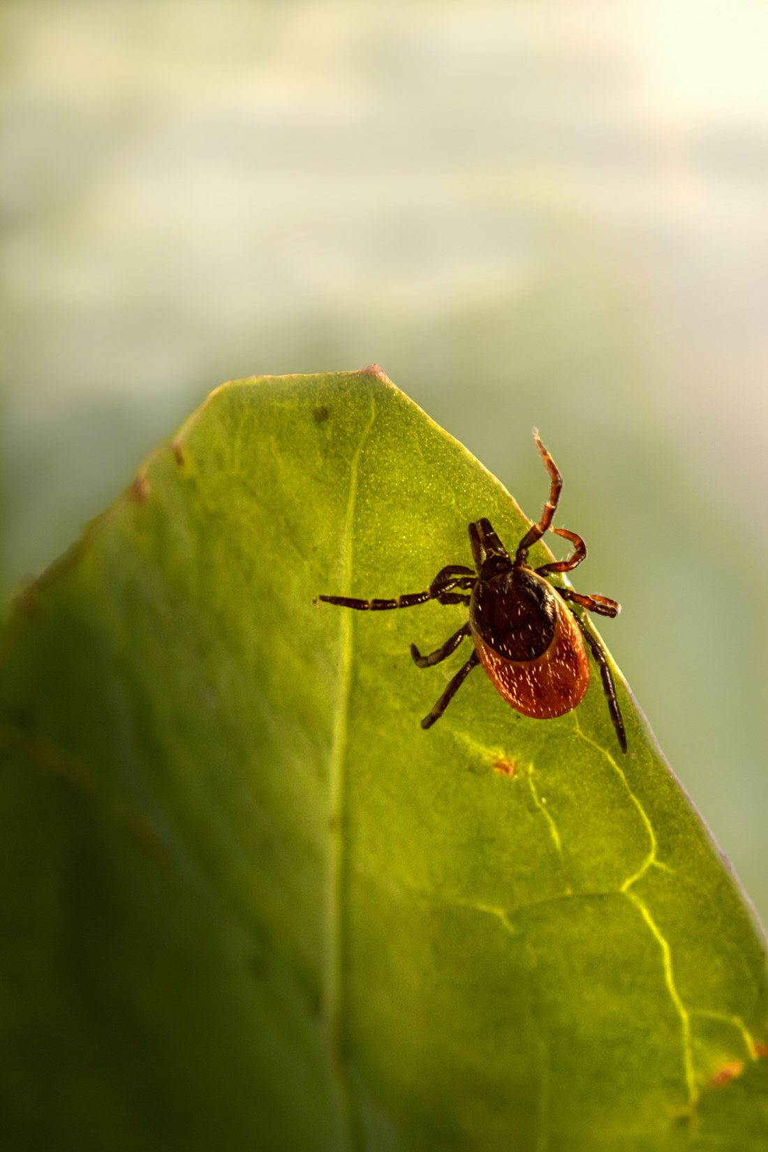 Tick questing on the edge of a leaf