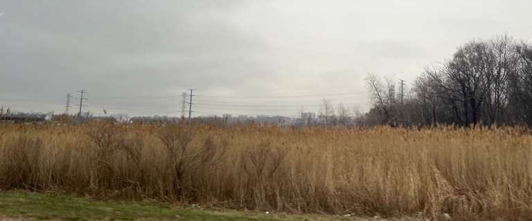 Dry brown tall grass field under a cloudy sky with leafless trees and power lines in the background.
