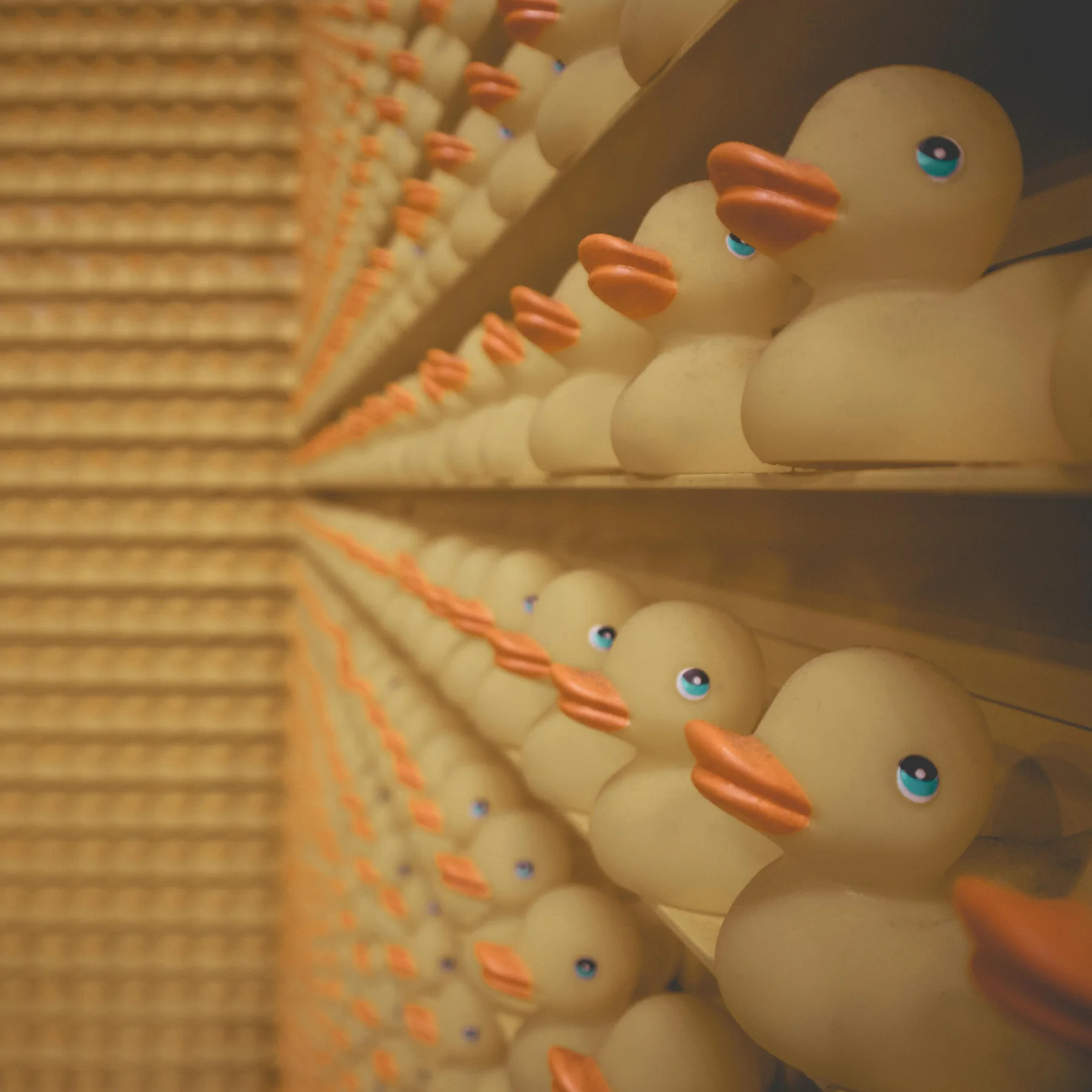 Rows of yellow rubber ducks with orange beaks aligned on shelves, extending into the distance.