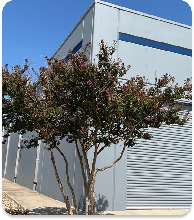 Small tree with pink flowers in front of a light gray industrial building with a closed roller door and a high window under a clear blue sky.