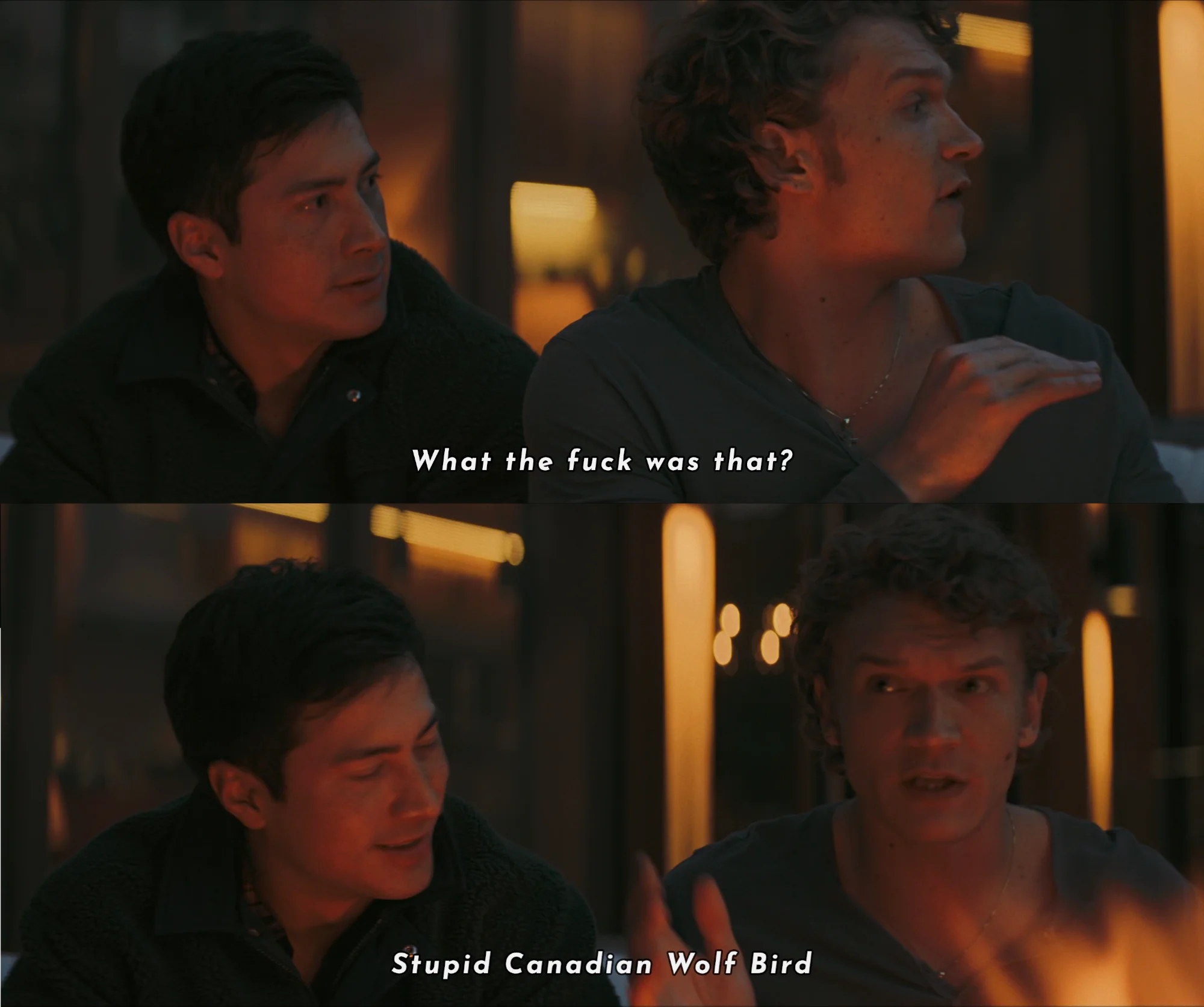 stupid-canadian-wolf-bird