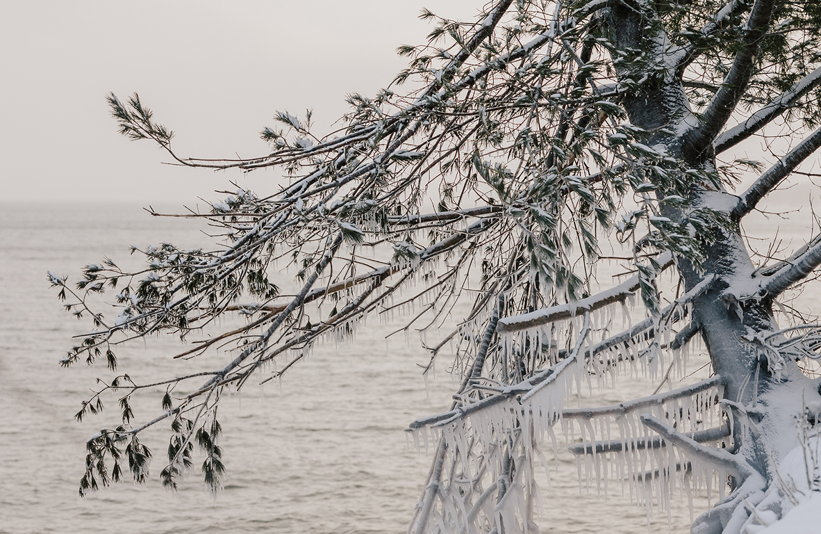 Snow-covered tree branches with hanging icicles by a calm body of water under a gray sky.