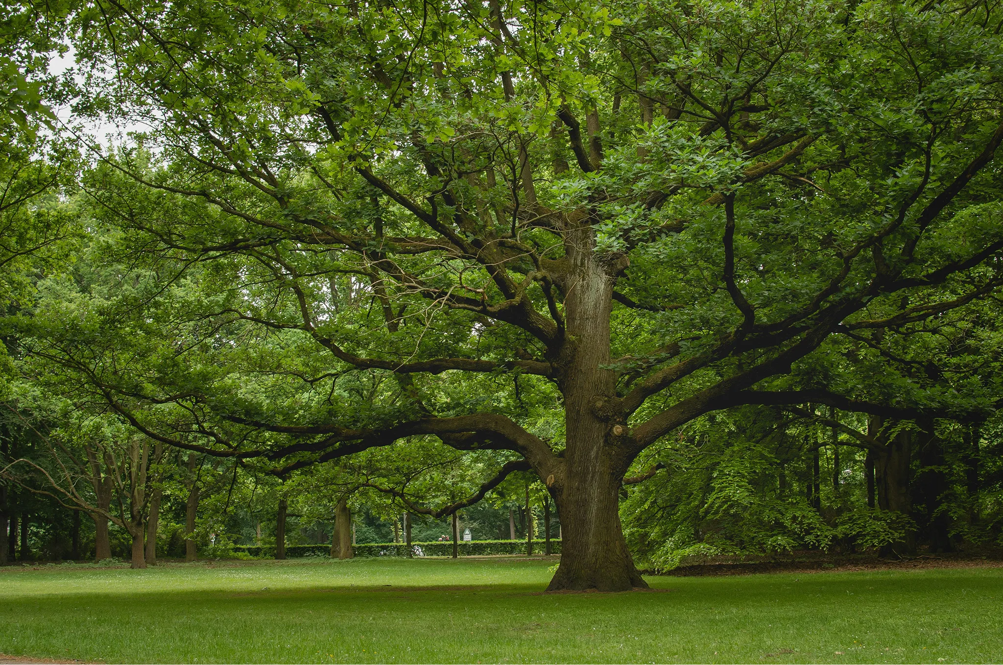 Large tree with widespread branches and dense green foliage in a park with grass and other trees in the background.
