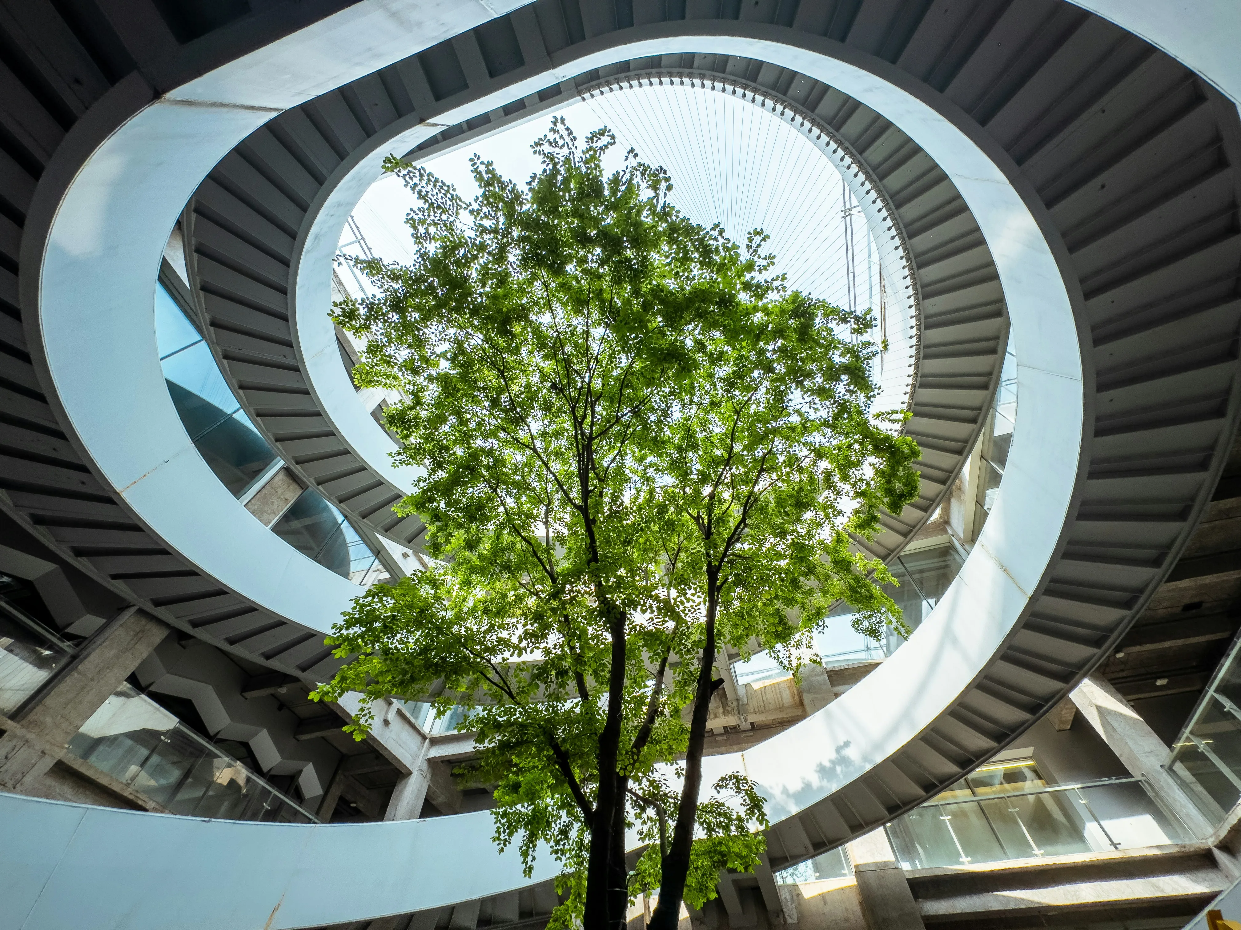 Green tree inside a building with a circular, spiraling staircase above it.