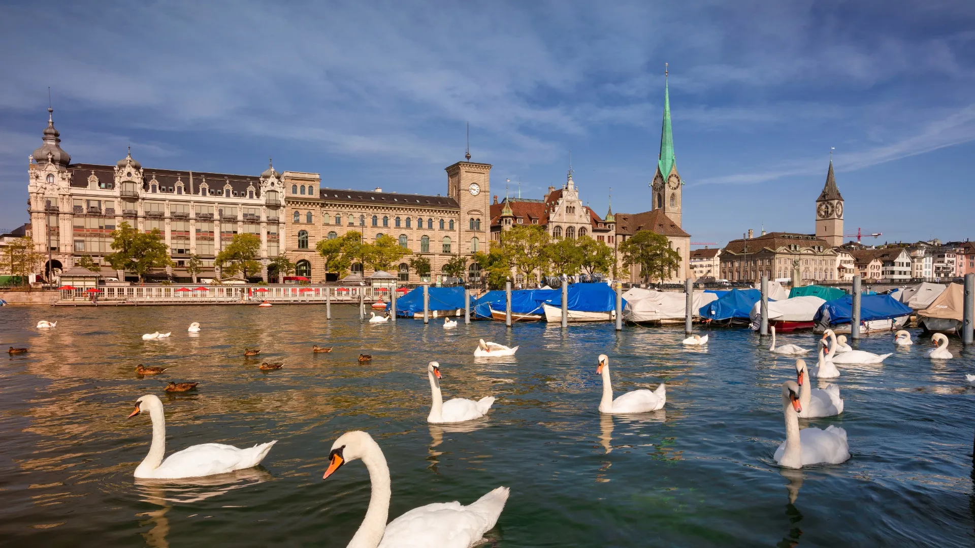 Schwäne schwimmen im Fluss vor historischer Architektur und Kirchtürmen in Zürich bei klarem Himmel.