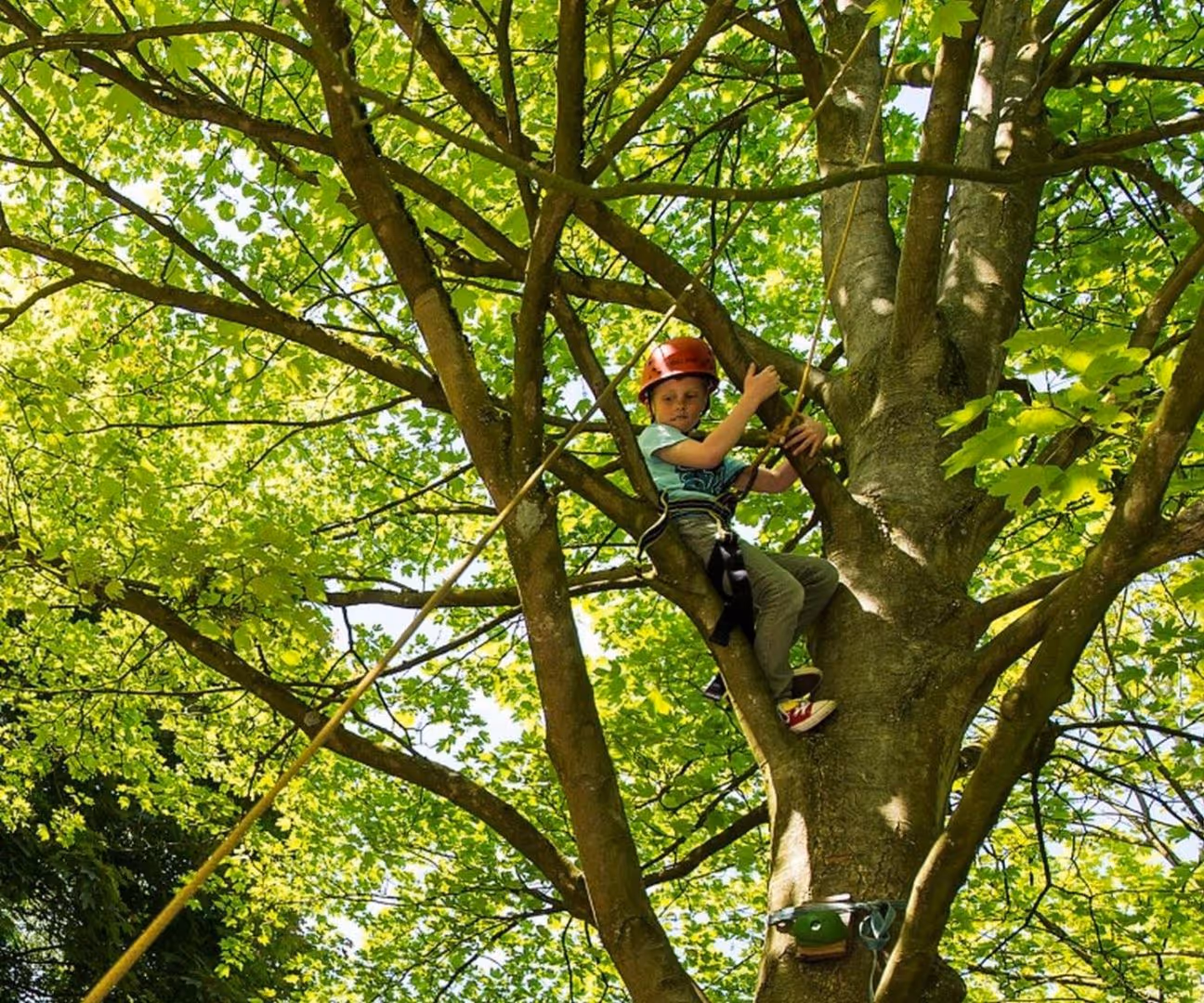 Internationaler Tag des Baumes (BNE)