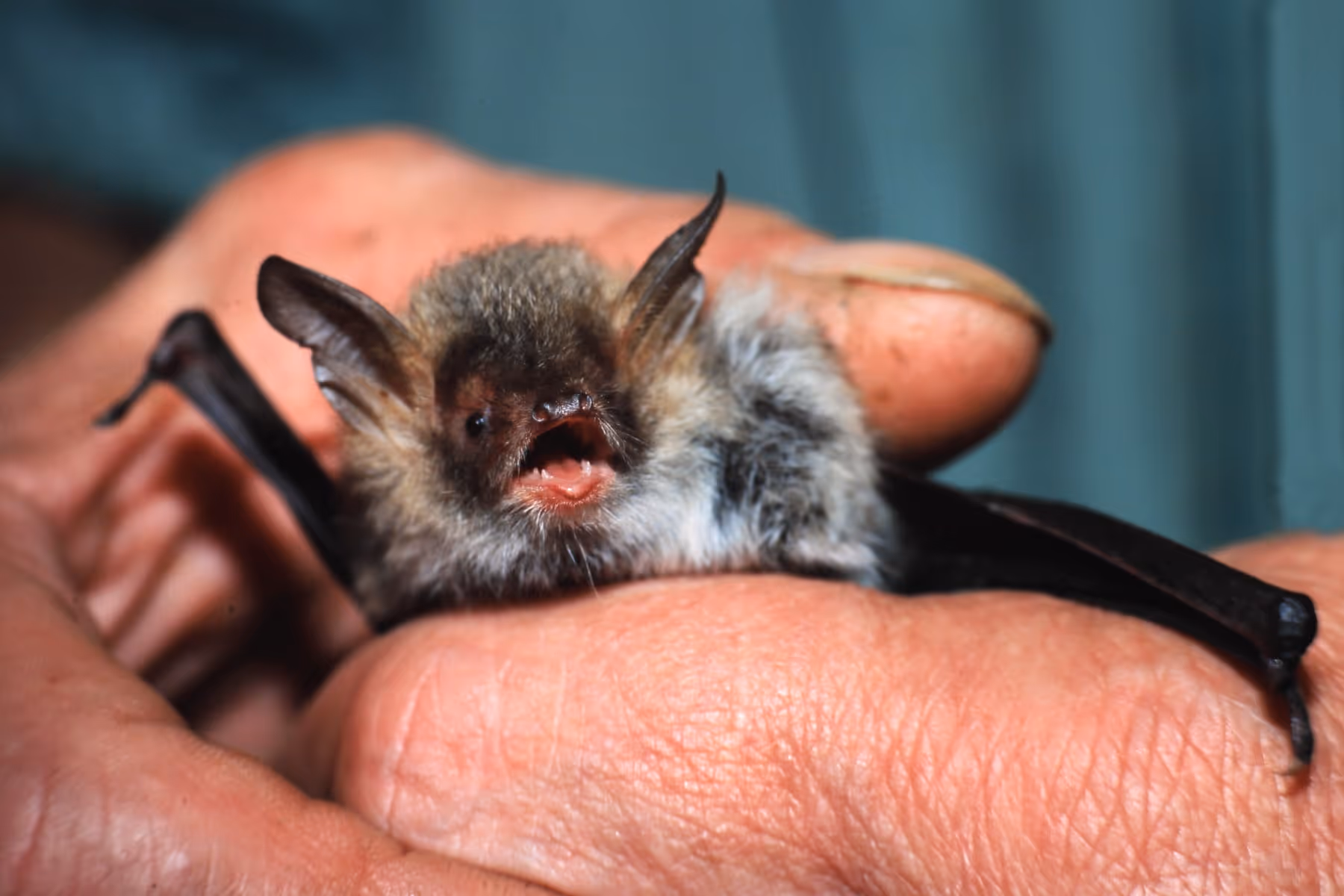 Fledermaus – Exkursion mit dem NABU Hamm