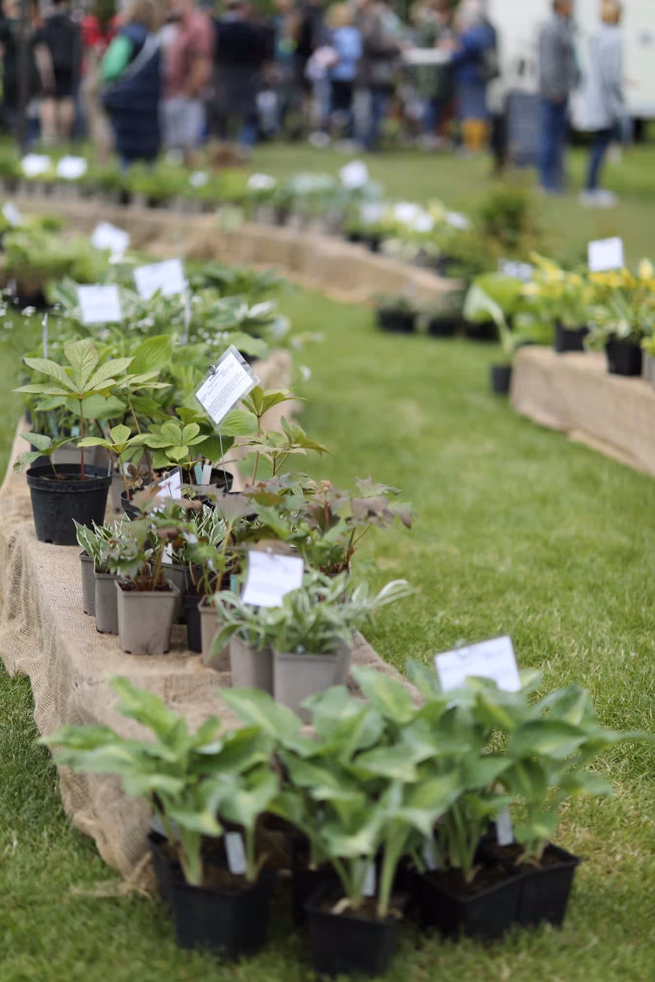 Gartenmarkt | BlumenLUST und FrühlingsDUFT