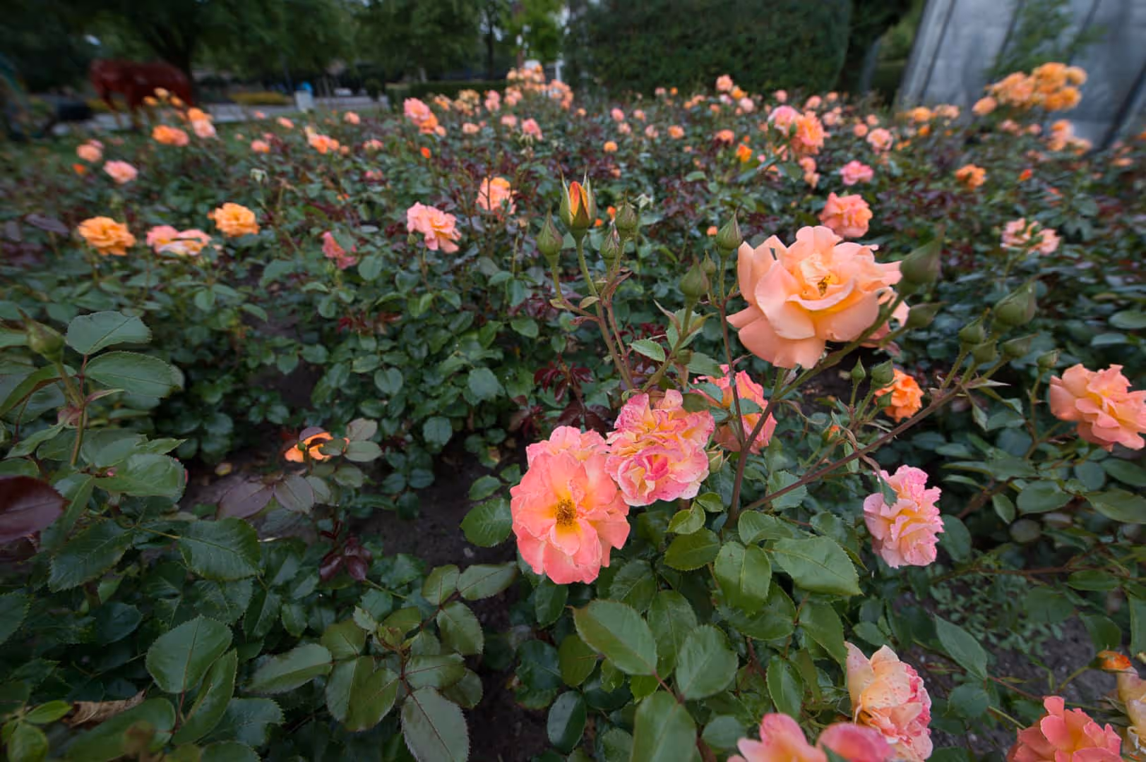 Rosenpflege leicht gemacht- mit dem Rosenschnittkurs