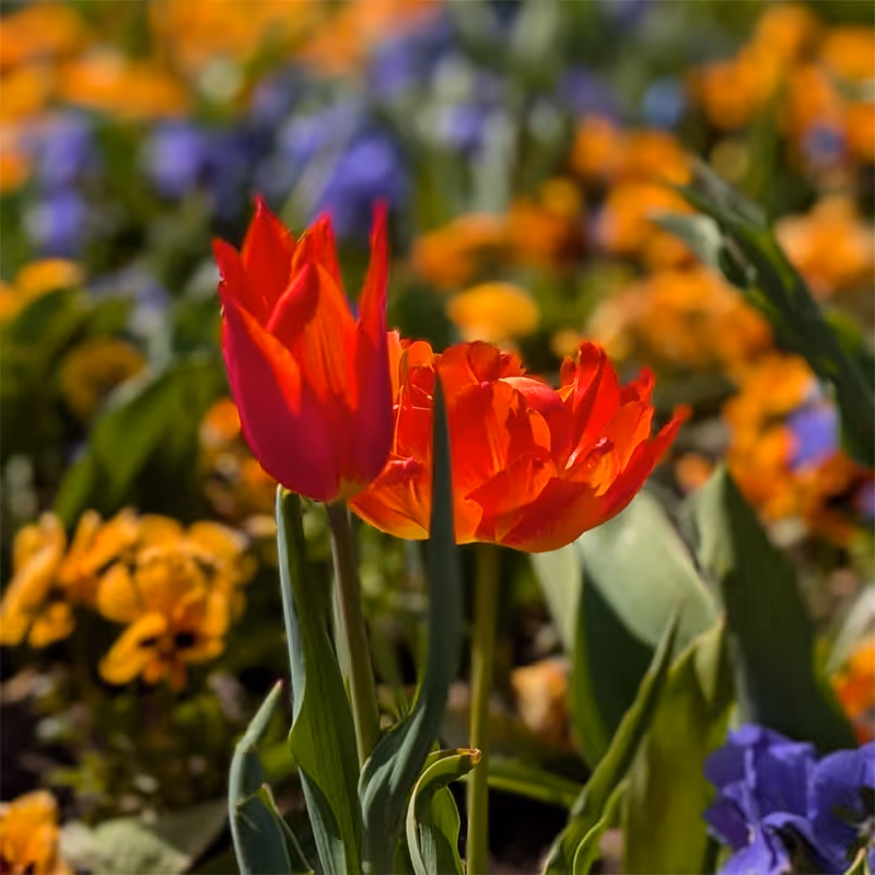 Der Maxipark blüht auf