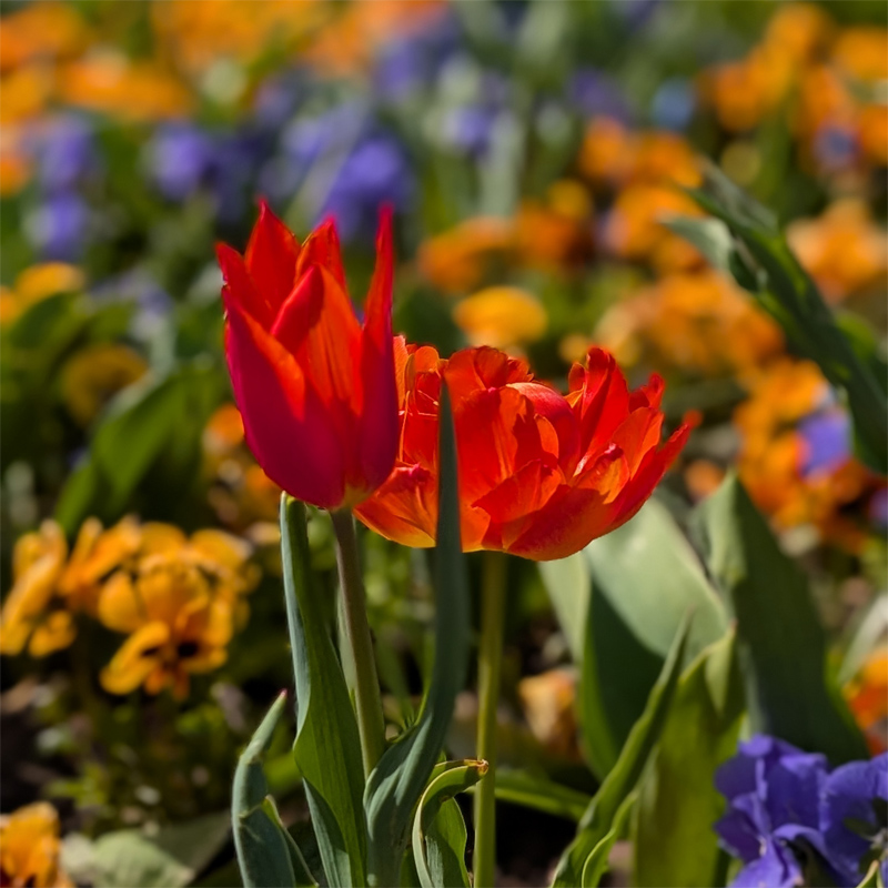 Unsere frühen Tulpensorten öffnen ihre Blüte