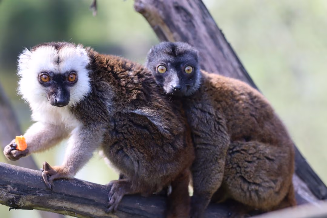 Schüler:innenakademie: Zoo - Wieso?
