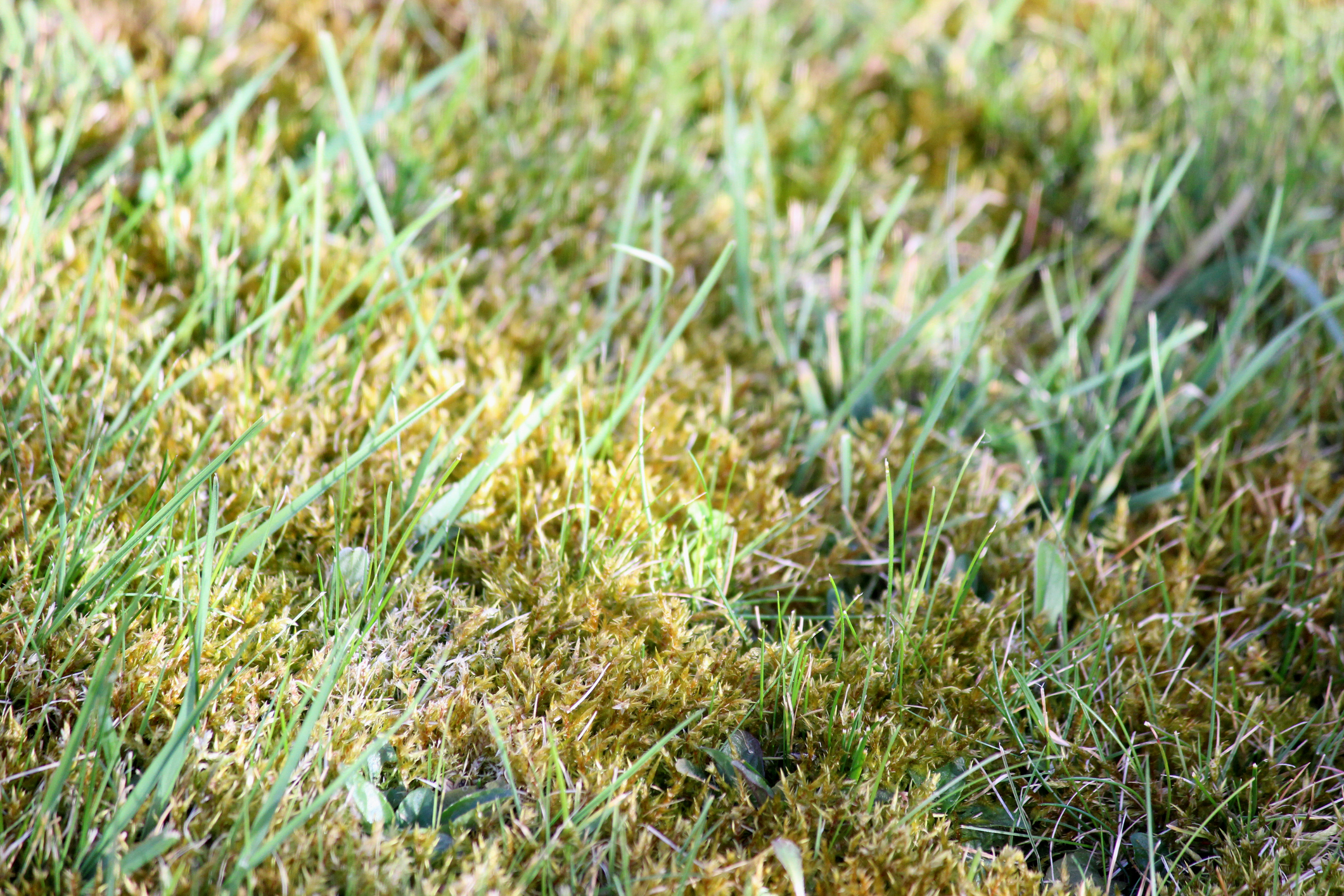 Lawn replacement Seattle Kirkland - Pacific Northwest residential property showing struggling thin lawn with bare patches and moss, typical failed lawn condition requiring replacement decision