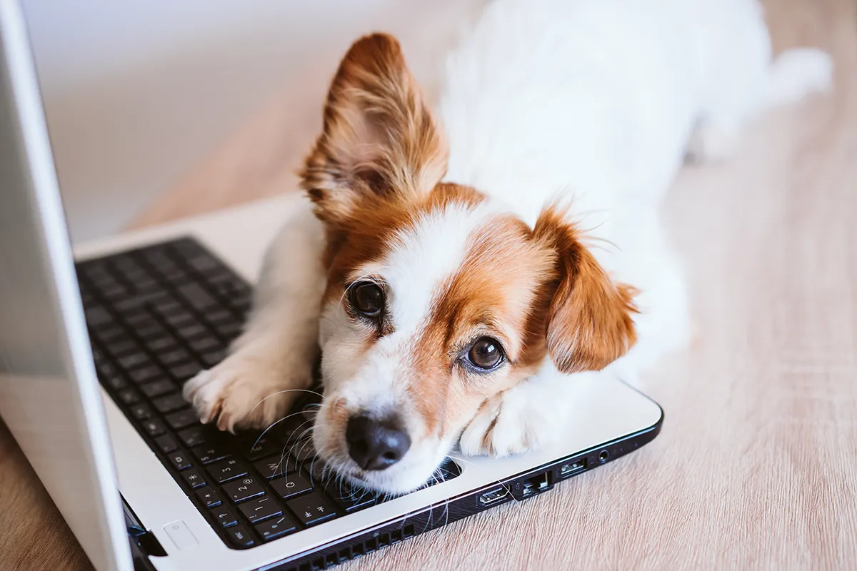 Small brown and white dog lying with its head resting on a laptop keyboard on a wooden surface.