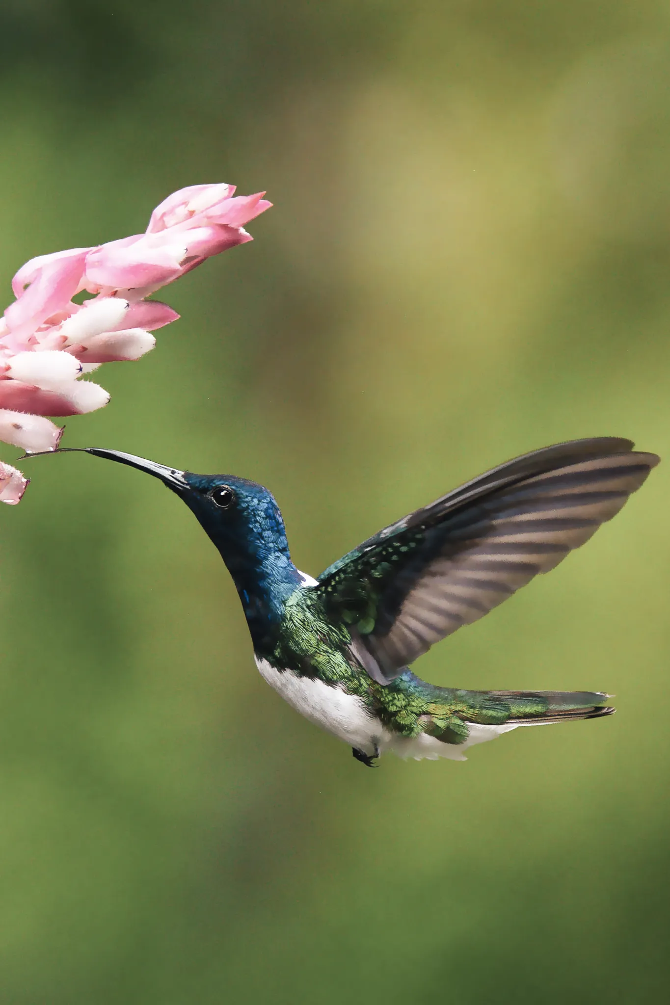 Documentary wedding photographer wildlife close-up of a blue and green hummingbird hovering beside a pink tropical flower