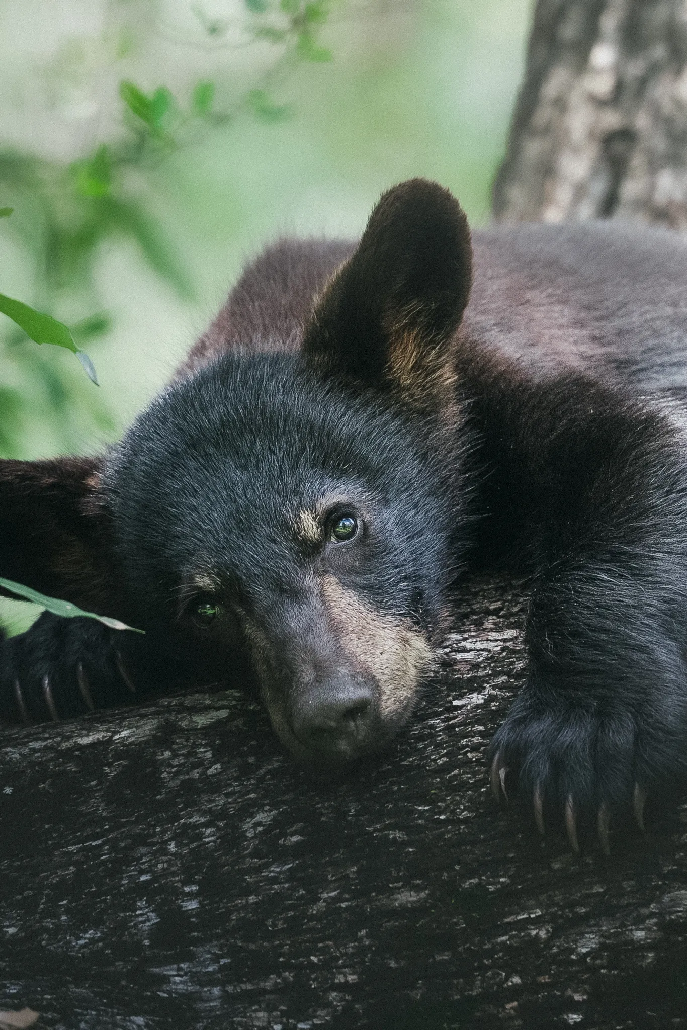 Documentary wedding photographer nature shot of a black bear cub resting its head on a tree branch in a lush forest