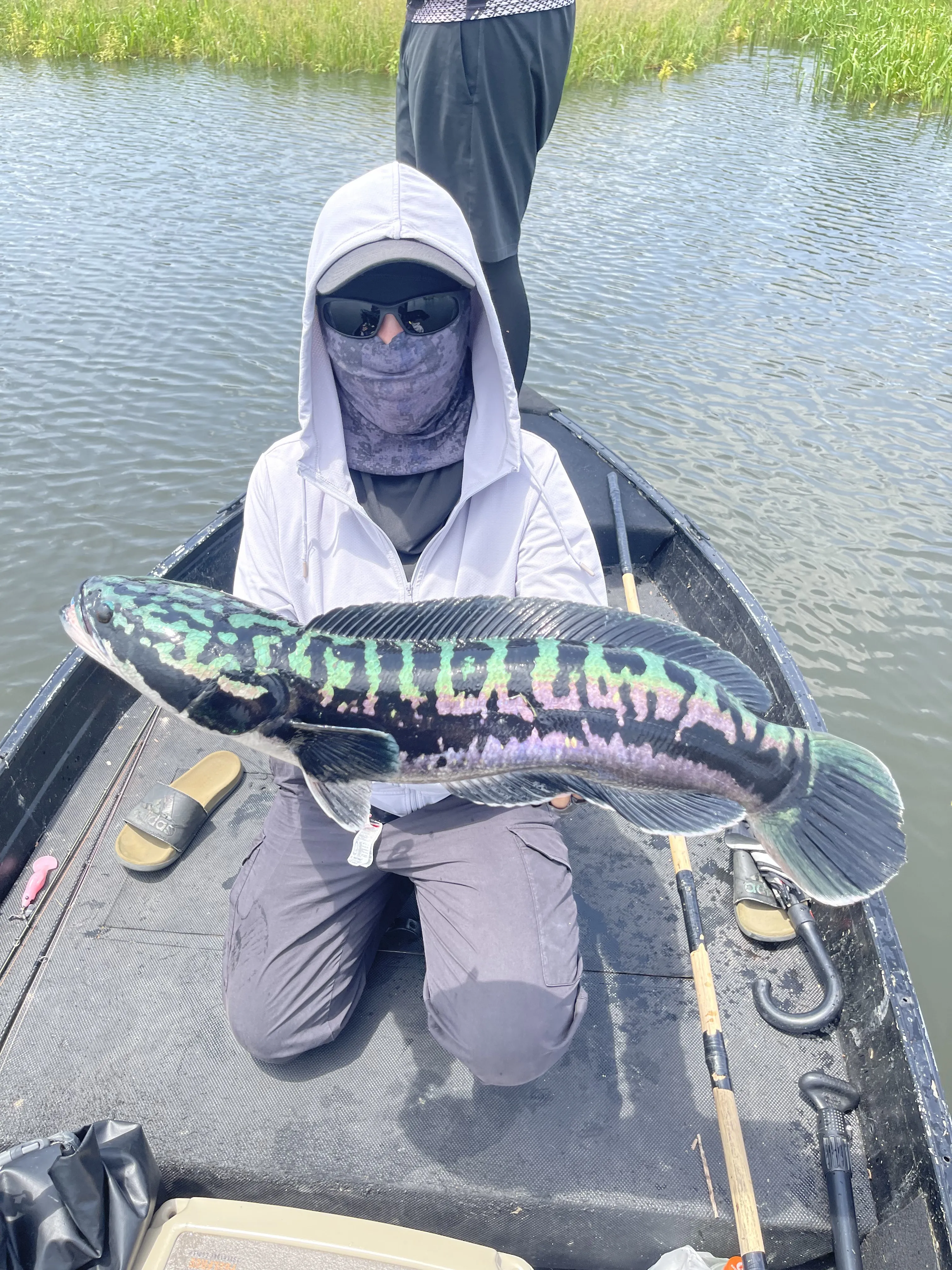 Searching for a giant snakehead fryball during peak season in Thailand