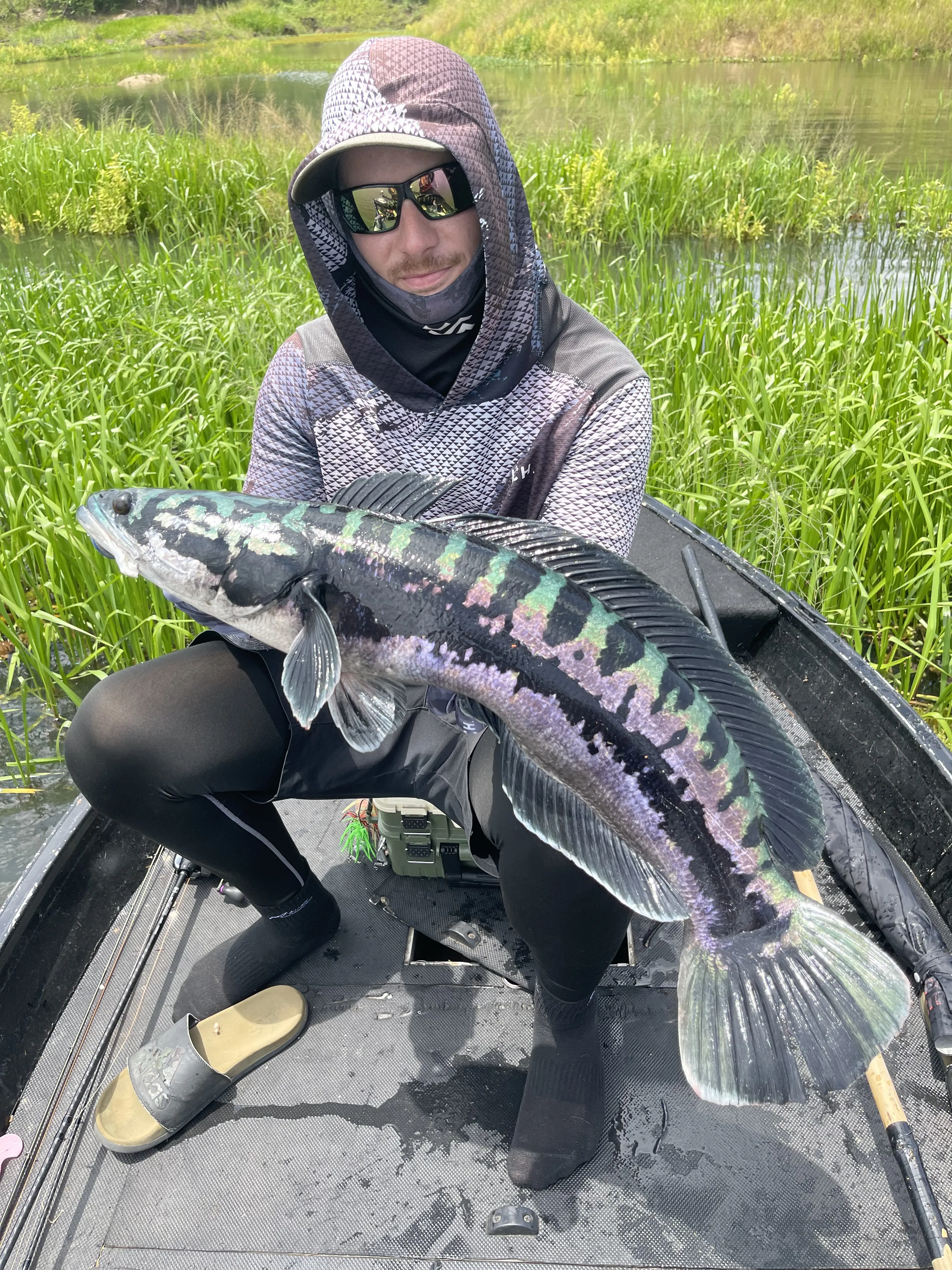 Working a spinnerbait around a fryball on day one of a giant snakehead trip